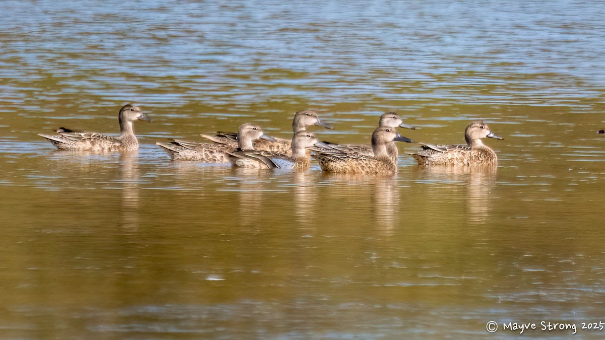 Blue-winged Teal - ML642689781