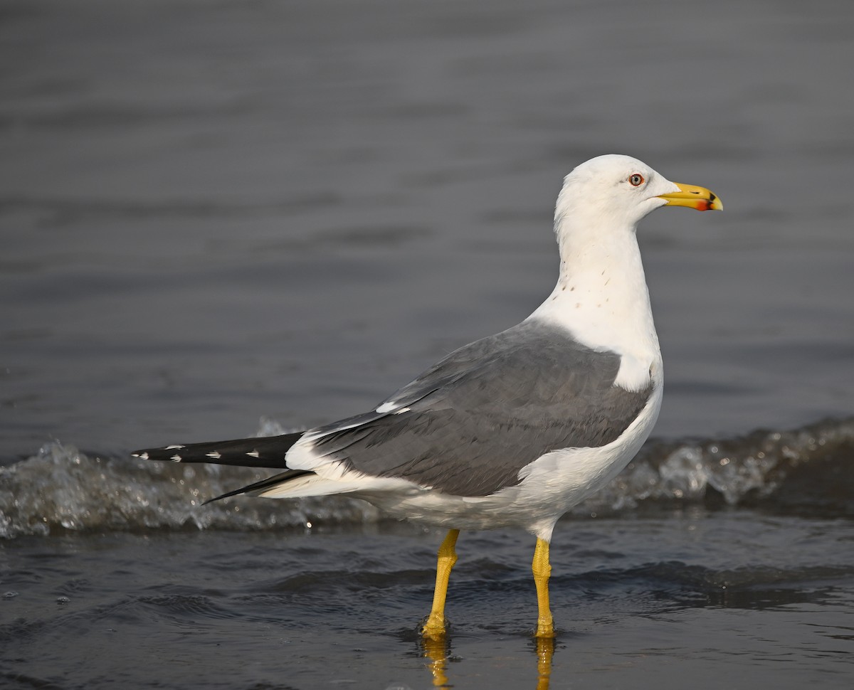 Lesser Black-backed Gull - ML642689784