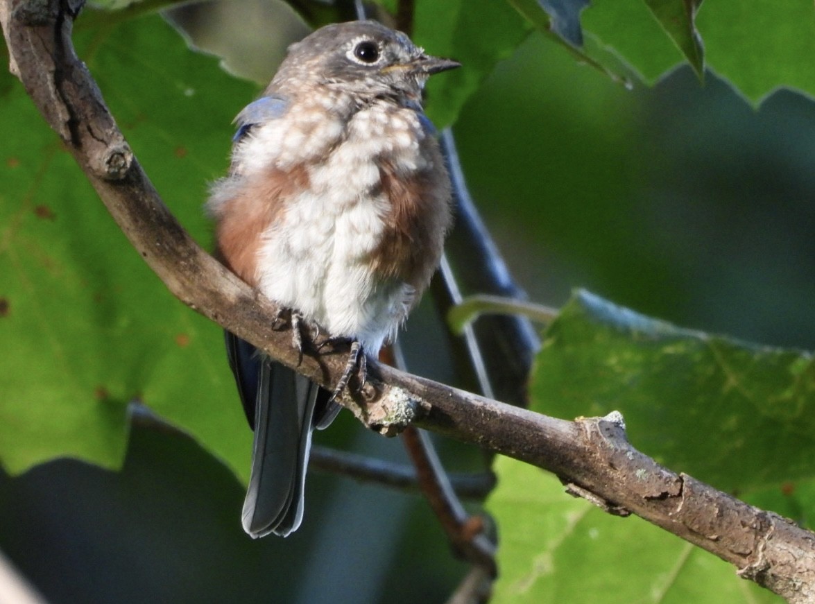 Eastern Bluebird - ML642689785