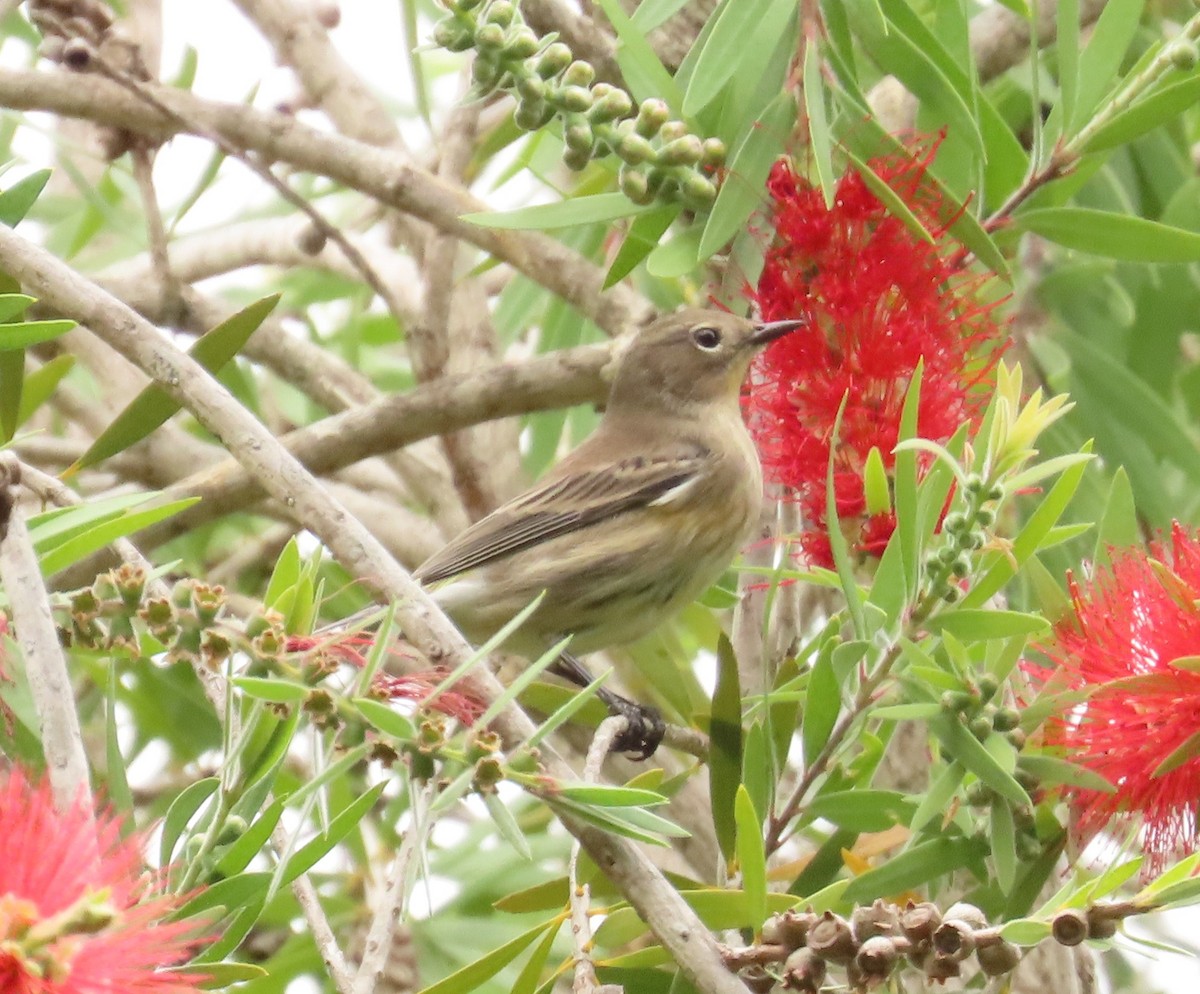 Yellow-rumped Warbler - ML642689789