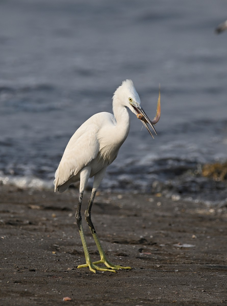 Western Reef-Heron - ML642689790