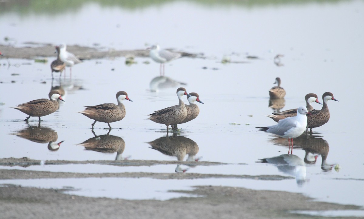 White-cheeked Pintail - ML642689791