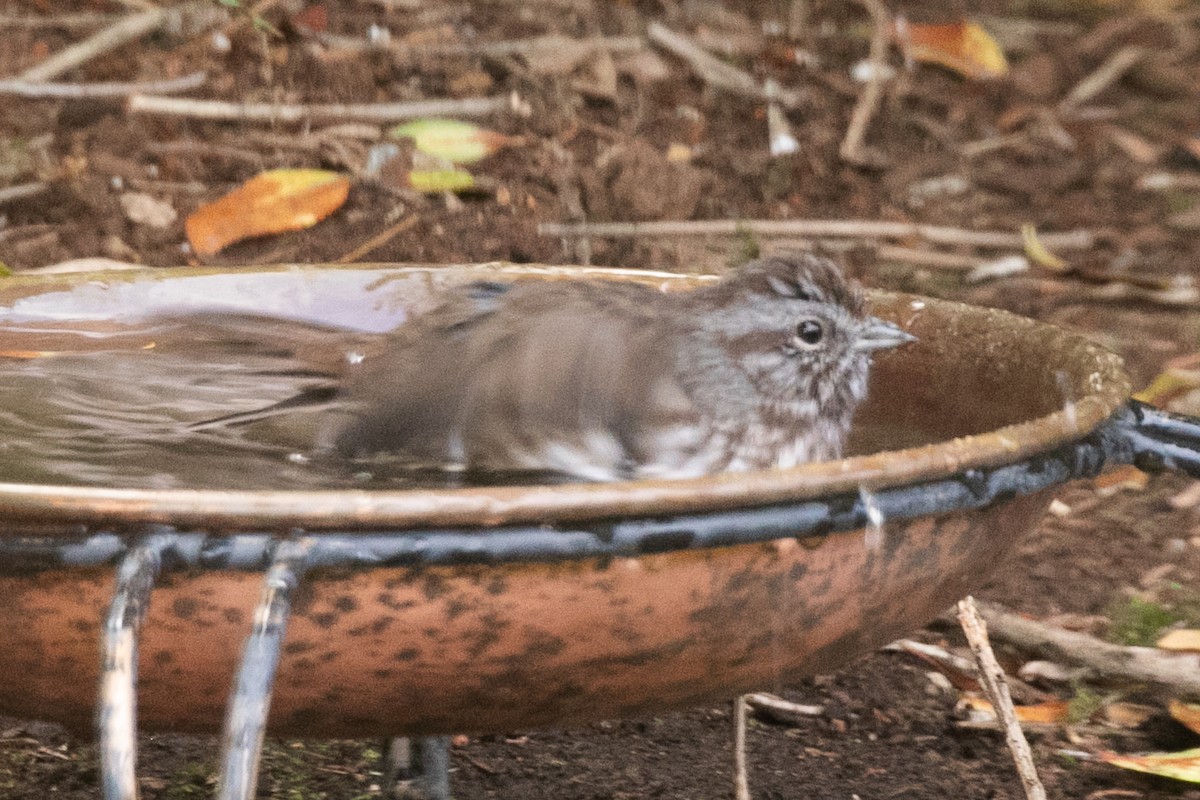 Song Sparrow - ML642689792