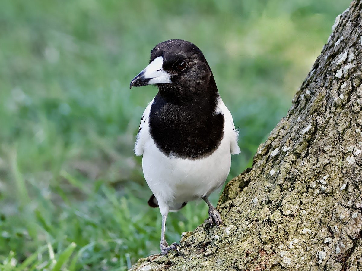 Pied Butcherbird - ML642689794