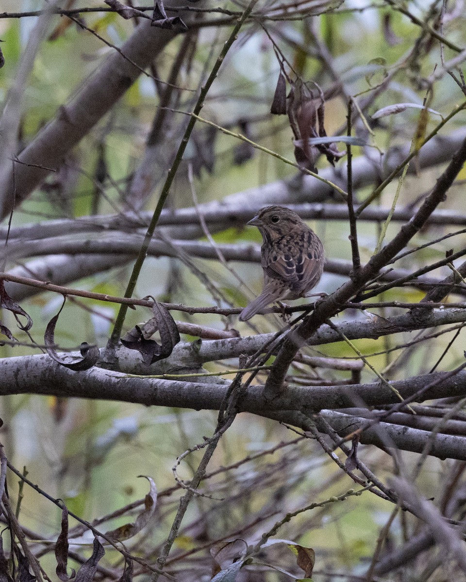 Lincoln's Sparrow - ML642689795