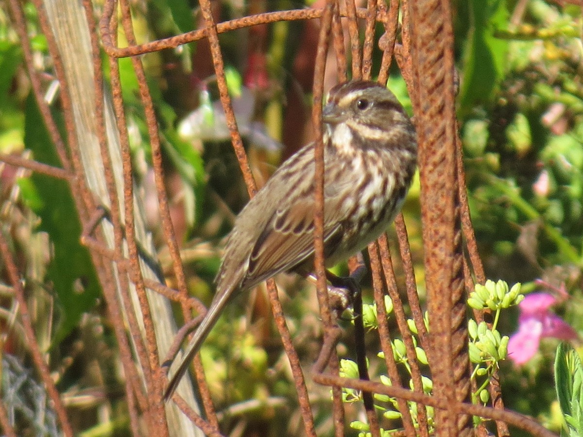 Song Sparrow - ML642689796