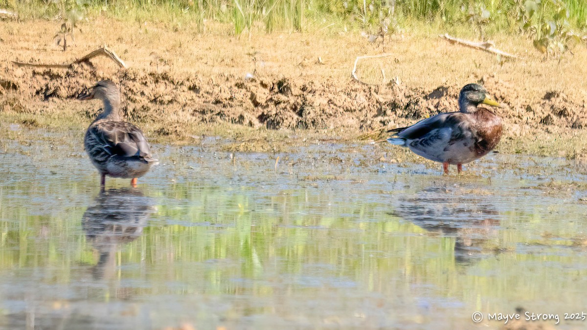 Mallard - ML642689797