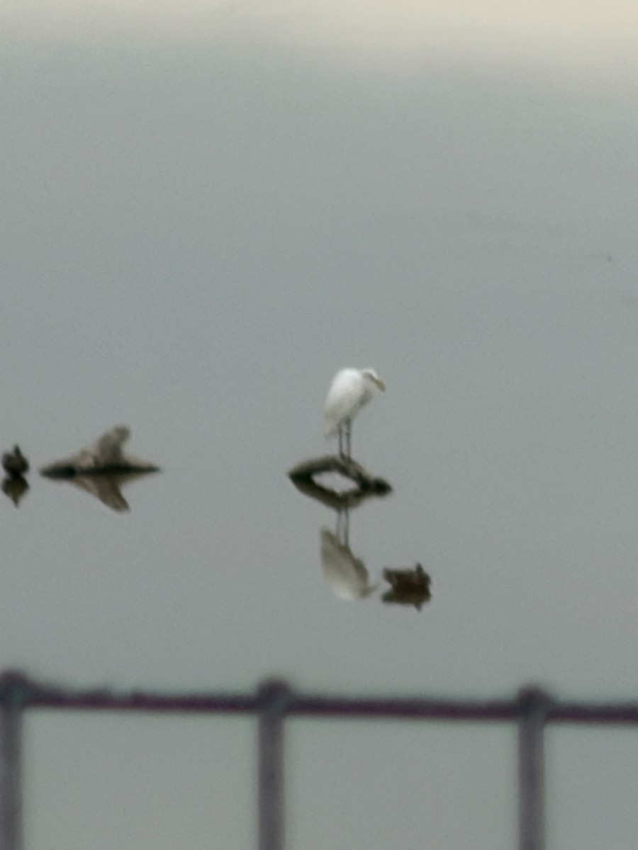 Great Egret - ML642689798