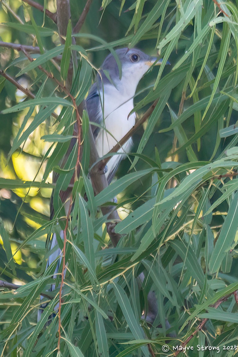 Yellow-billed Cuckoo - ML642689799