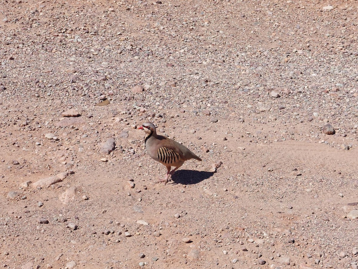 Chukar - ML642689800