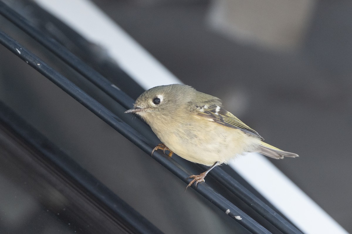 Ruby-crowned Kinglet - ML642689801