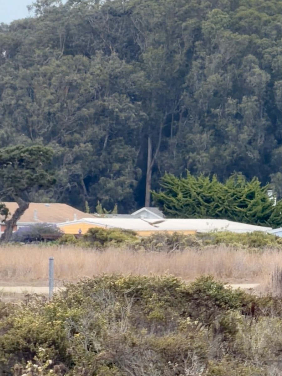 Northern Harrier - ML642689803