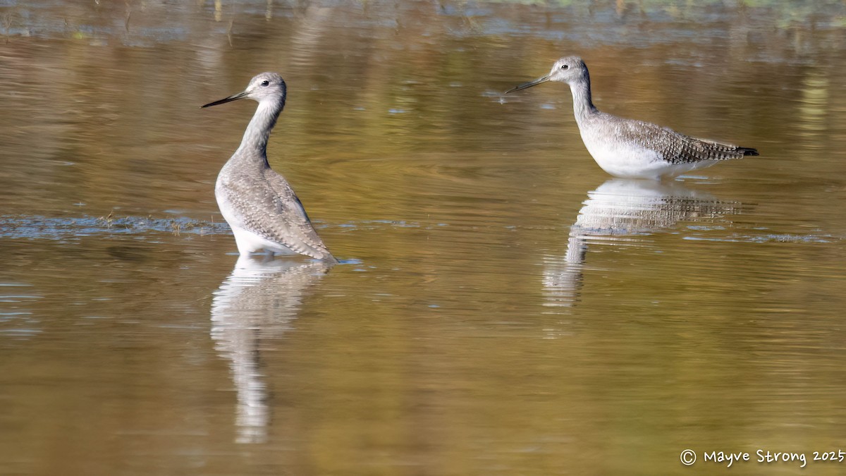 Greater Yellowlegs - ML642689805