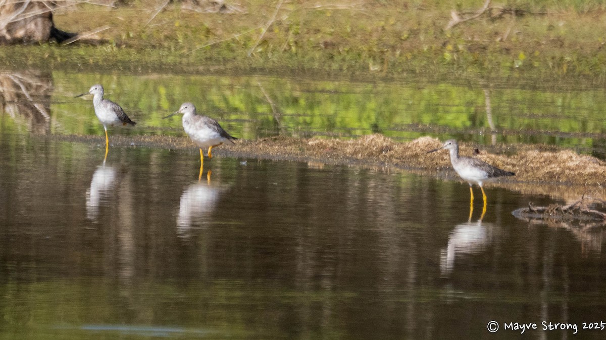 Greater Yellowlegs - ML642689806