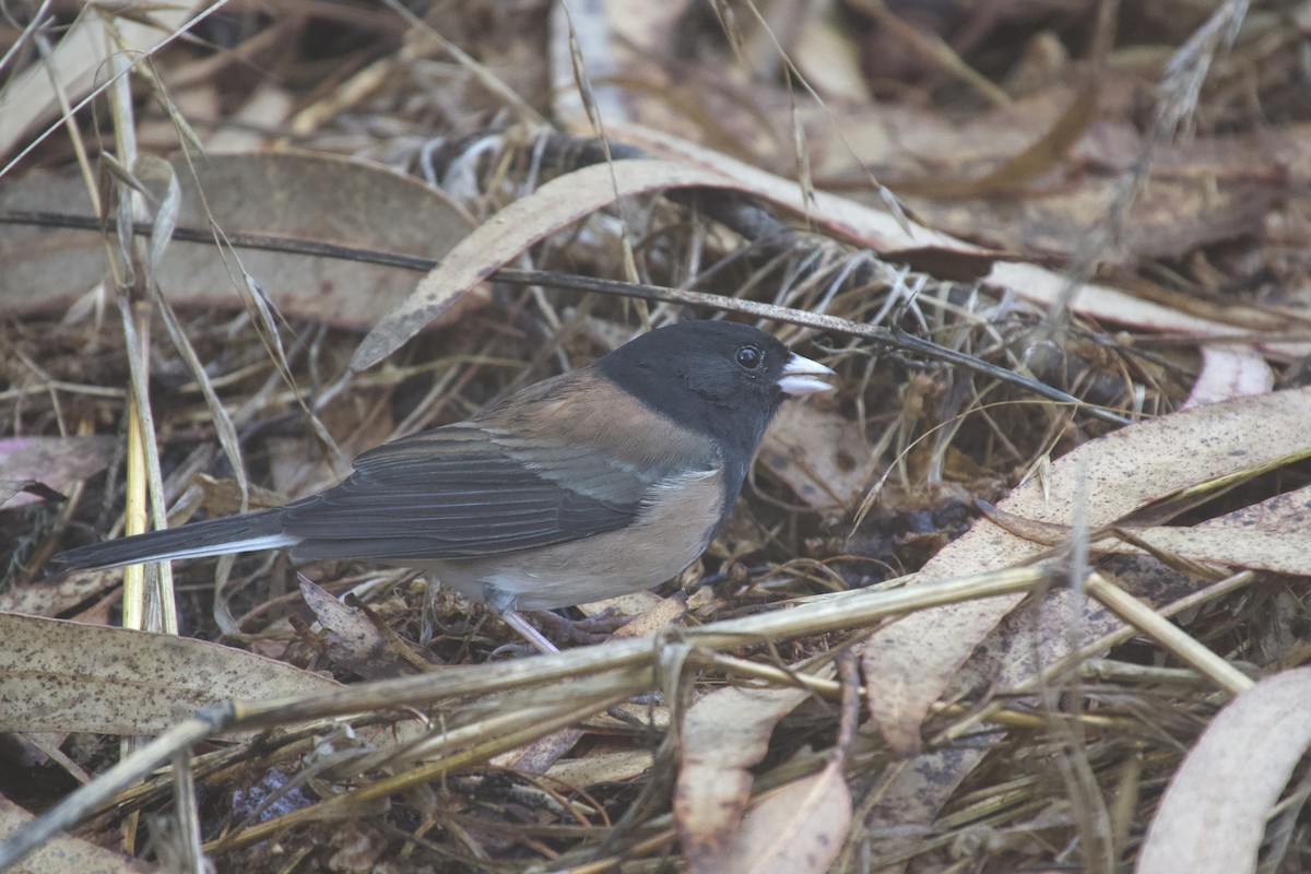 Junco ardoisé (groupe oreganus) - ML642689811