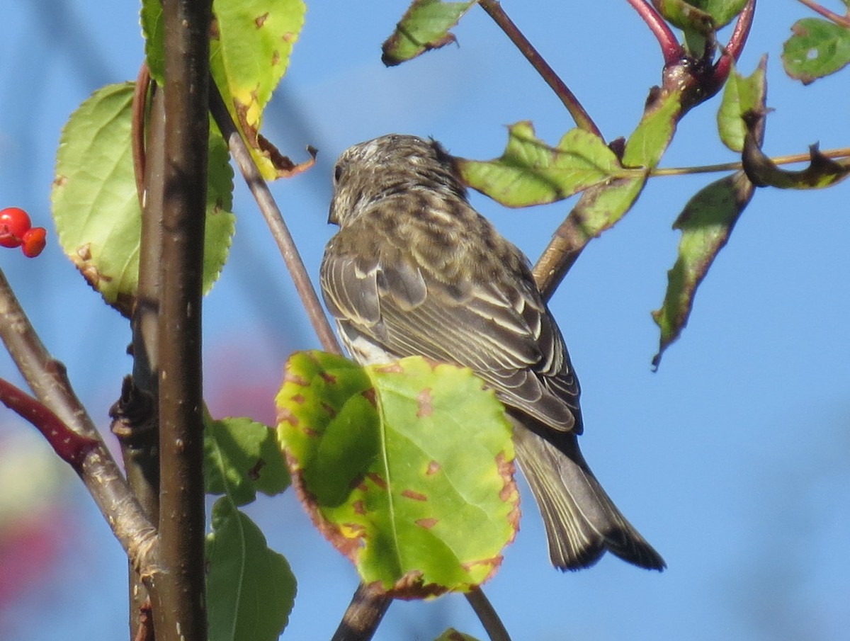 Purple Finch - ML642689817