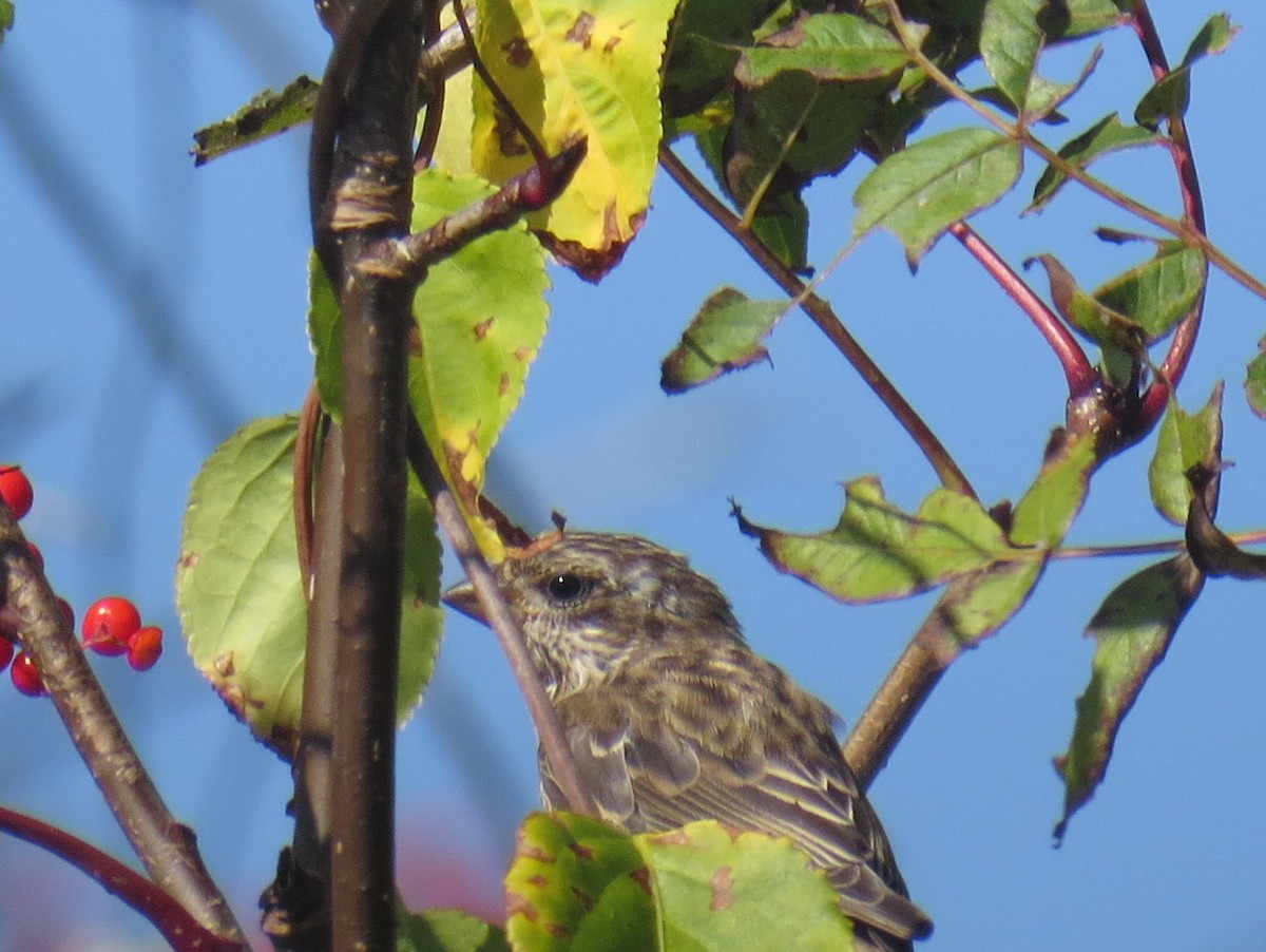 Purple Finch - ML642689818