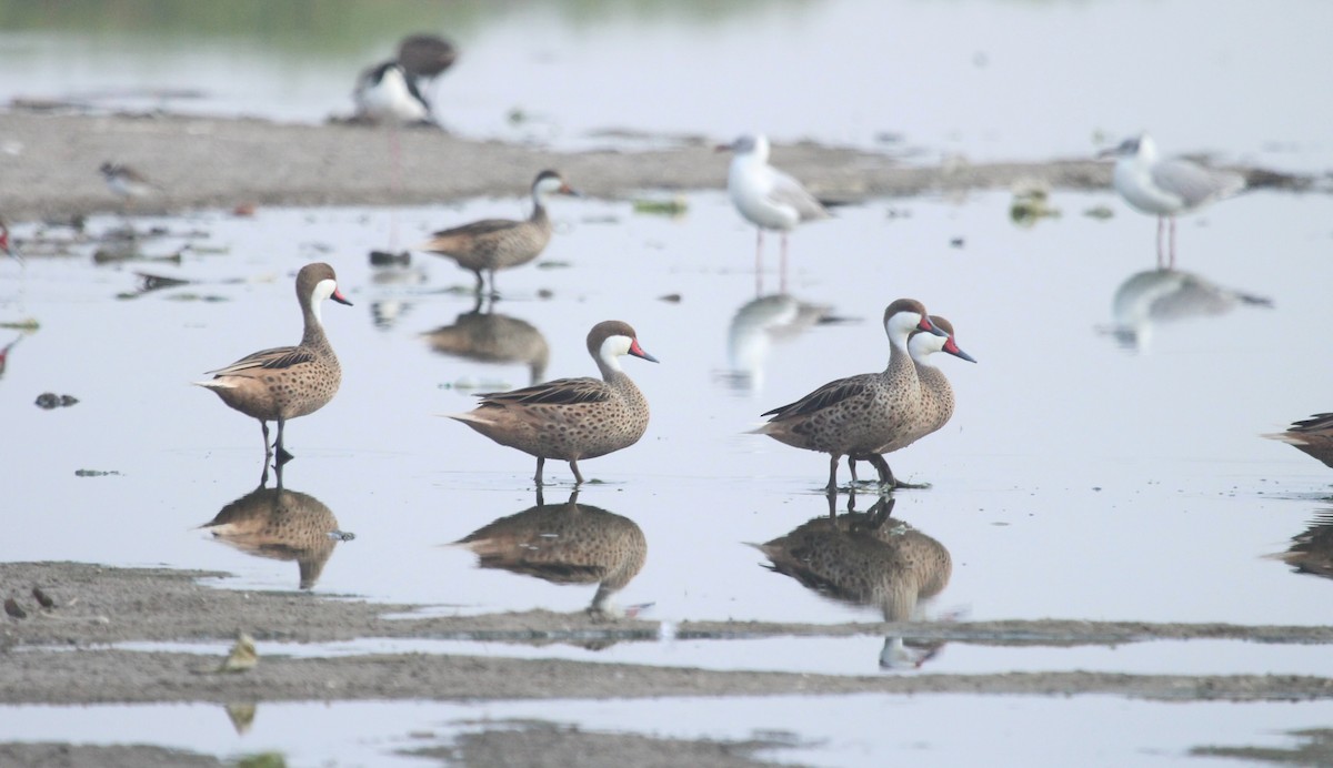 White-cheeked Pintail - ML642689822