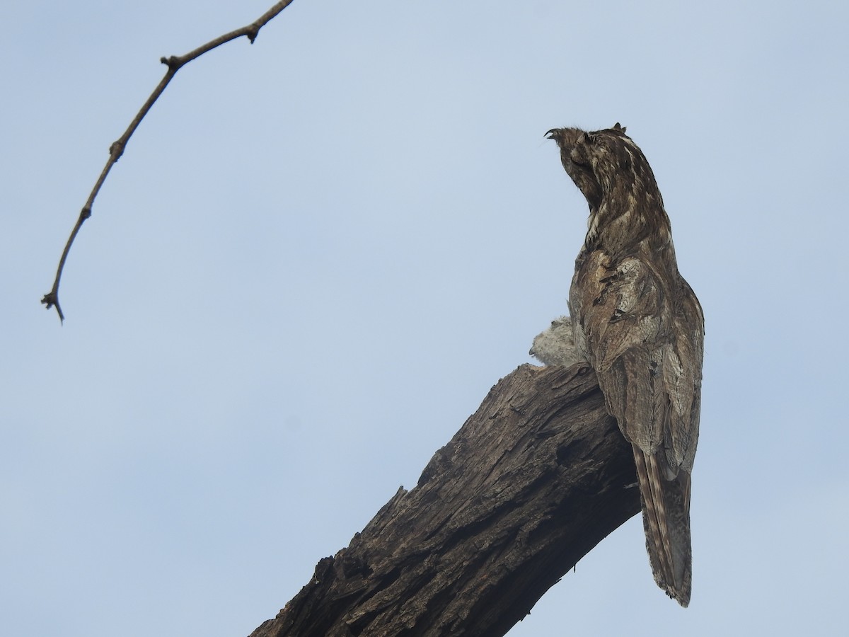 Common Potoo - ML642689827
