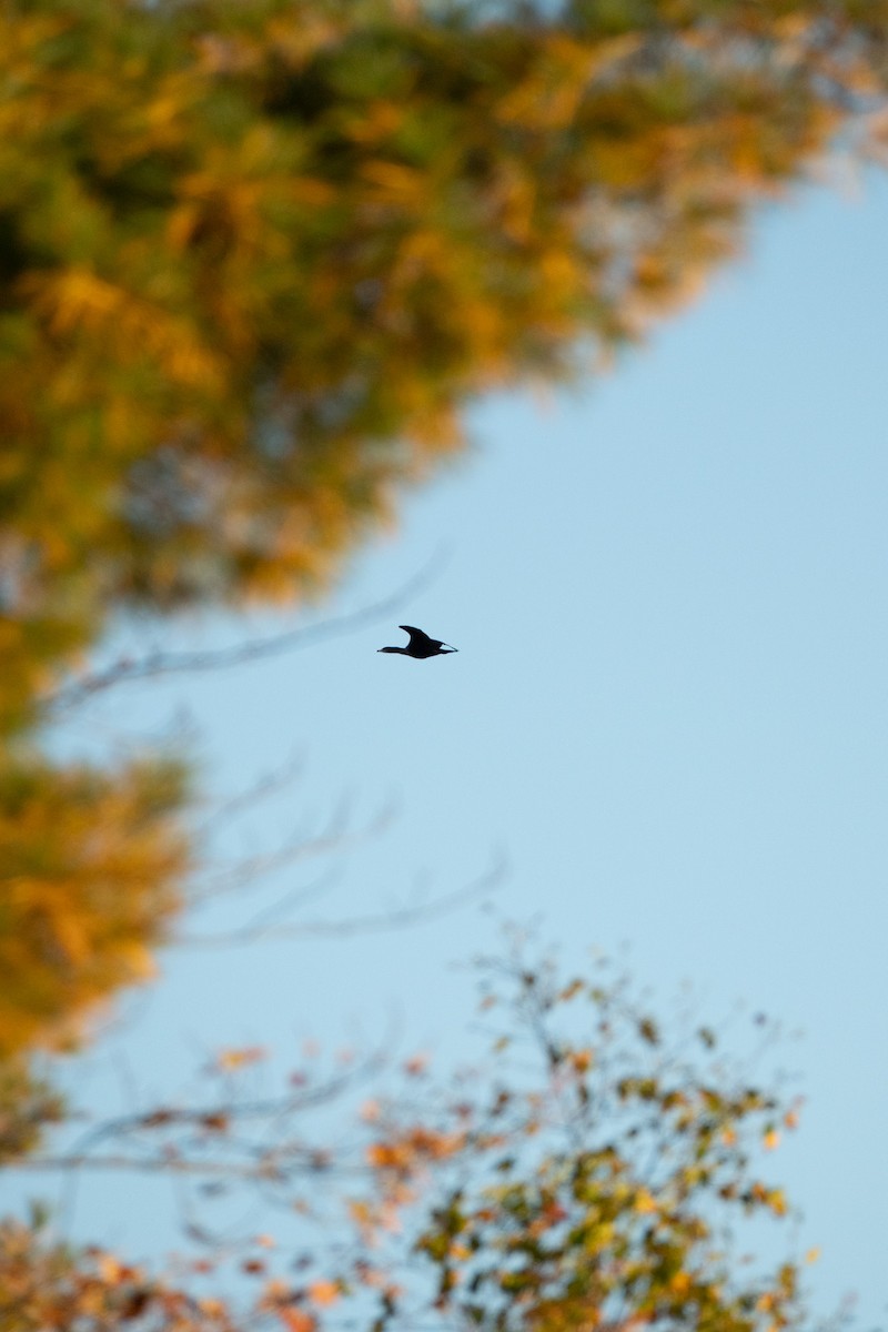 Double-crested Cormorant - ML642689856