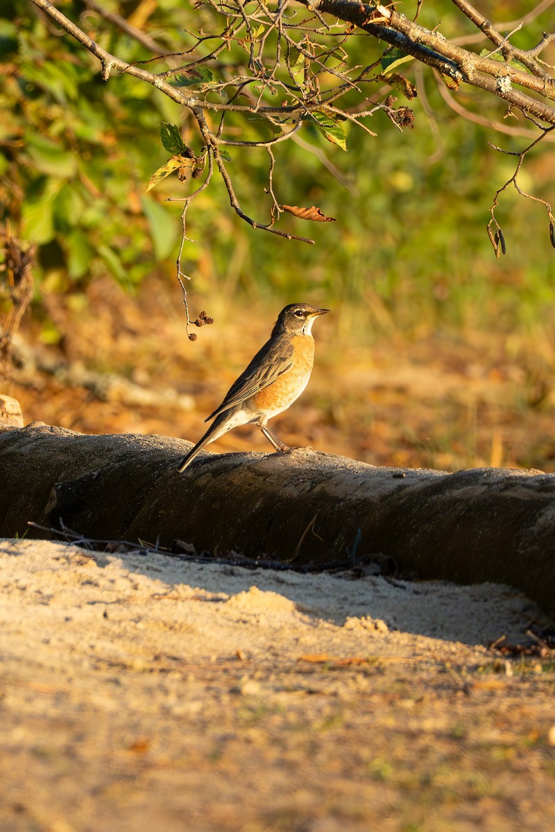 American Robin - ML642689859
