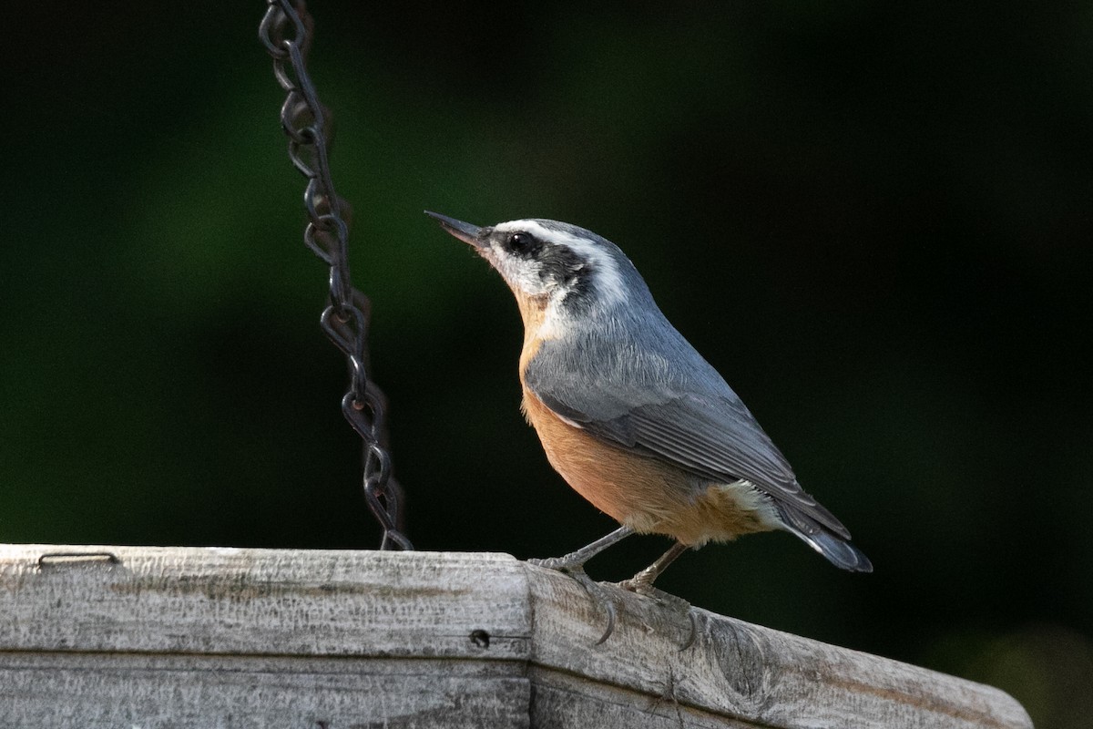 ムネアカゴジュウカラ - ML642689861