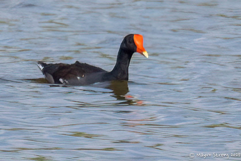 Common Gallinule - ML642689894