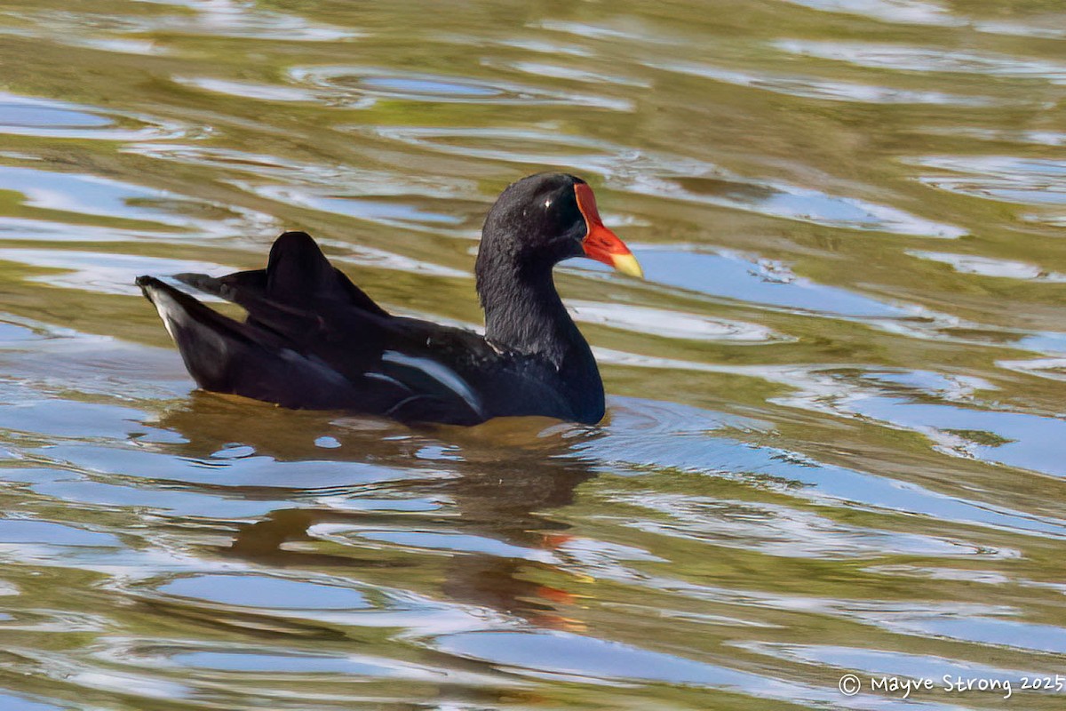 Common Gallinule - ML642689895