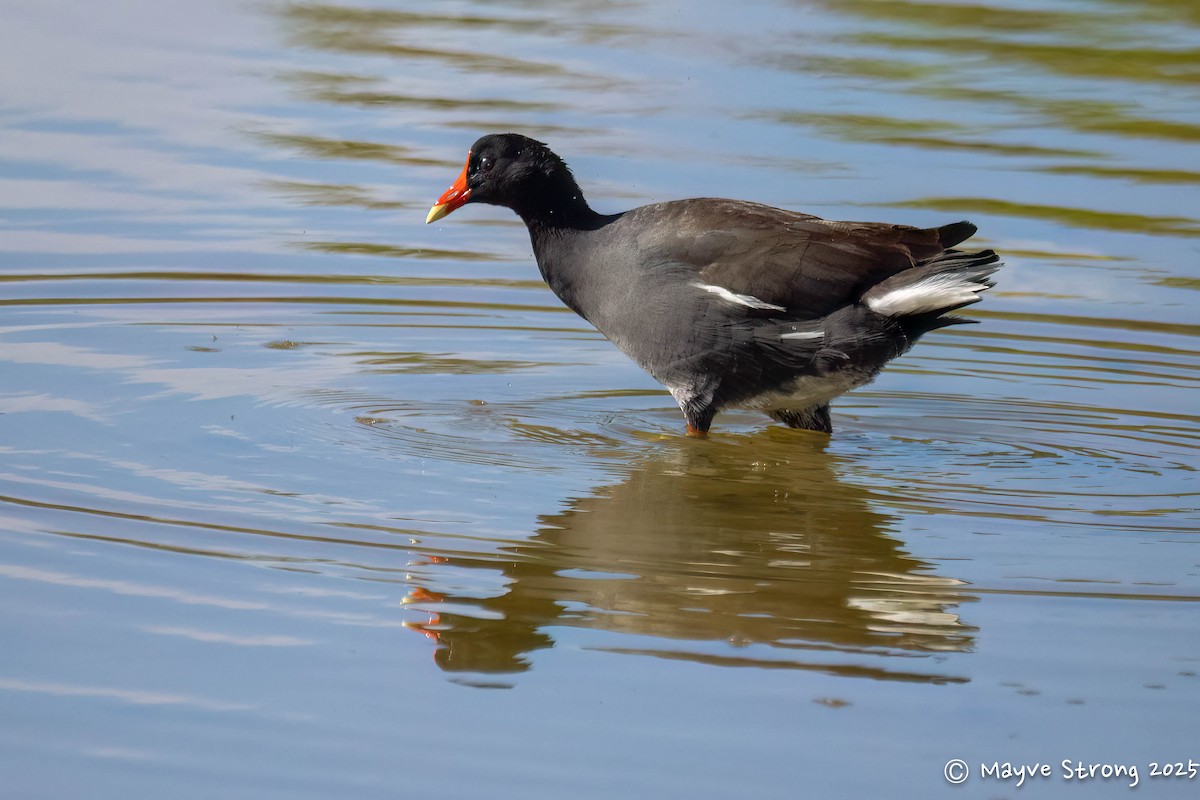Common Gallinule - ML642689896