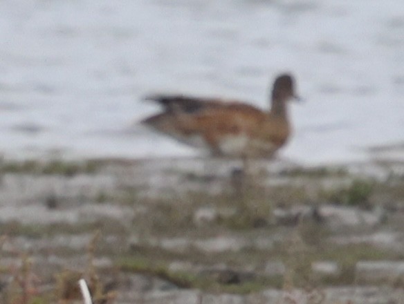 American Wigeon - ML642689898