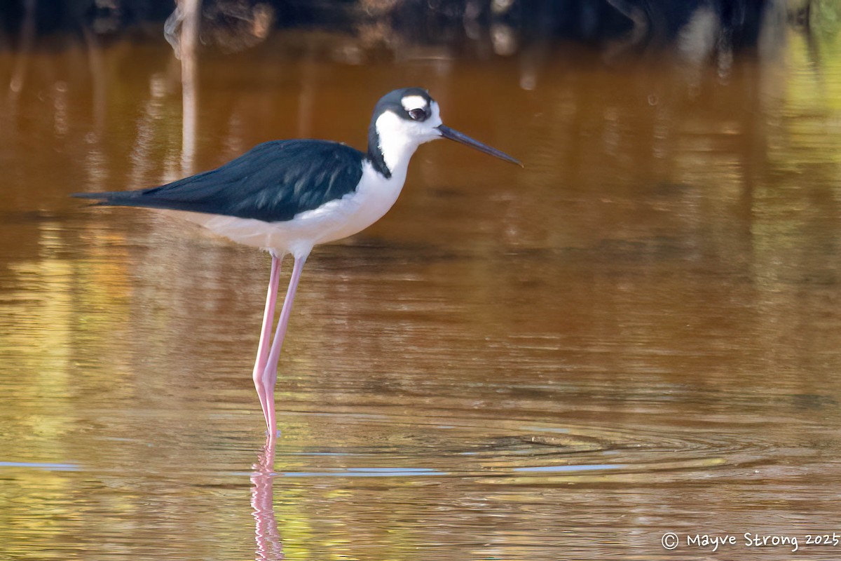 Black-necked Stilt - ML642689923