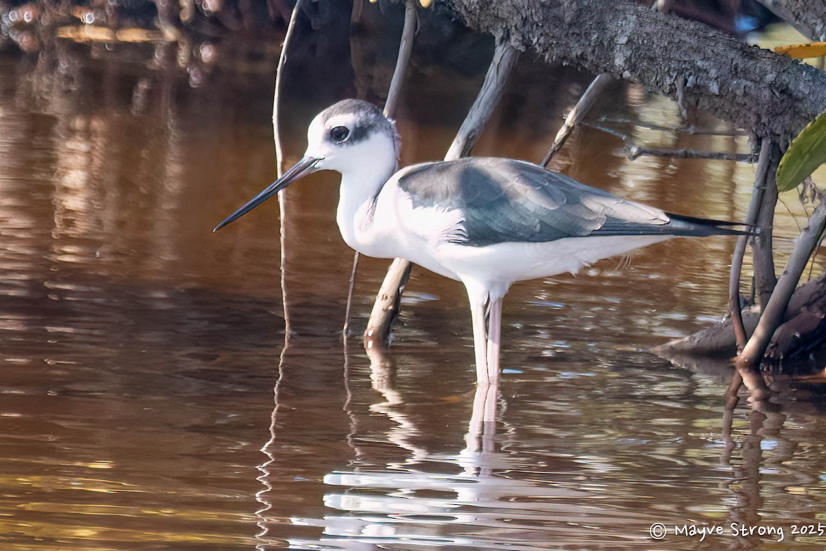 Black-necked Stilt - ML642689924