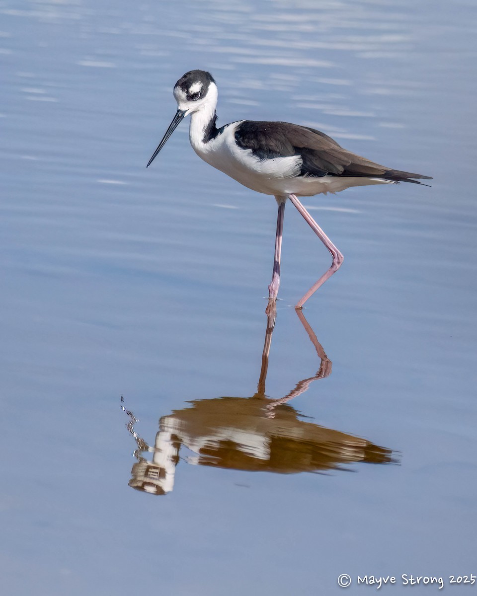 Black-necked Stilt - ML642689925