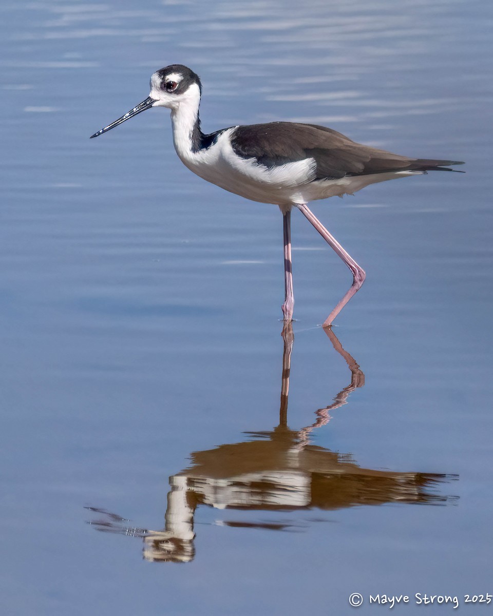 Black-necked Stilt - ML642689926