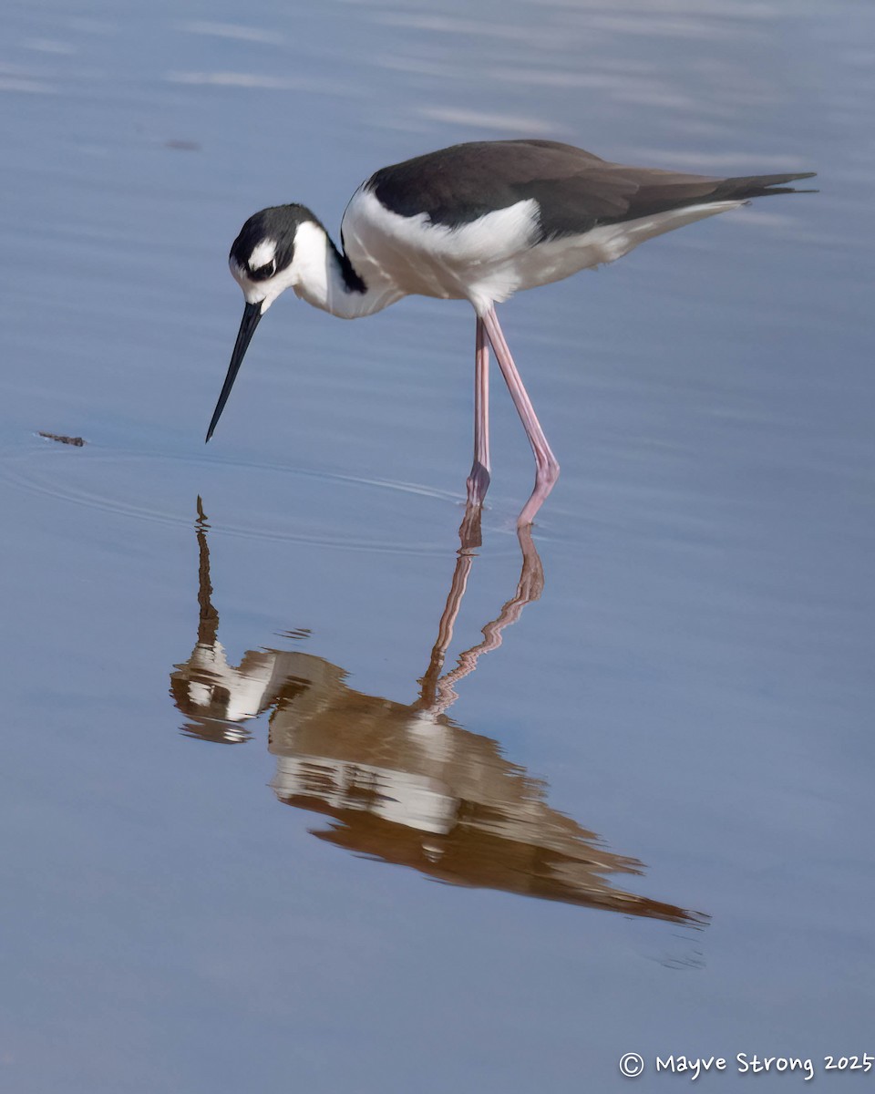 Black-necked Stilt - ML642689927