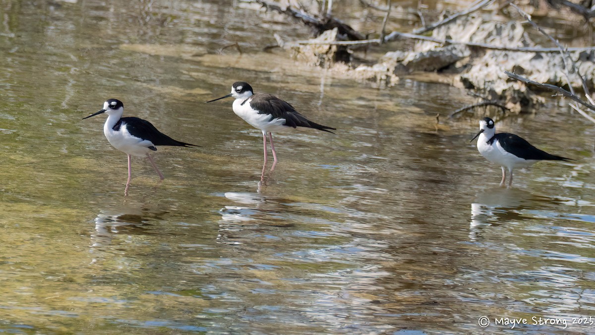 Black-necked Stilt - ML642689928