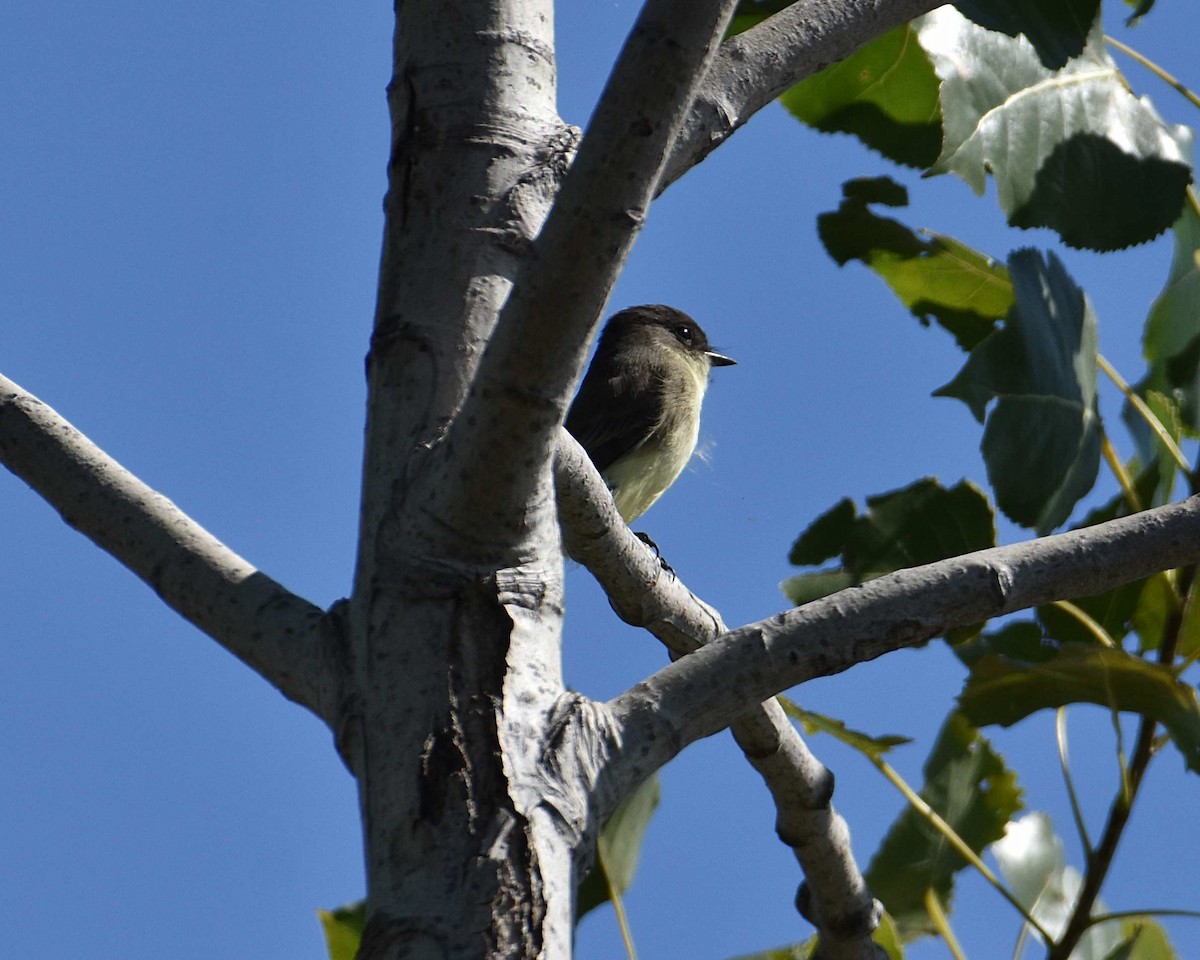 Eastern Phoebe - ML642689939