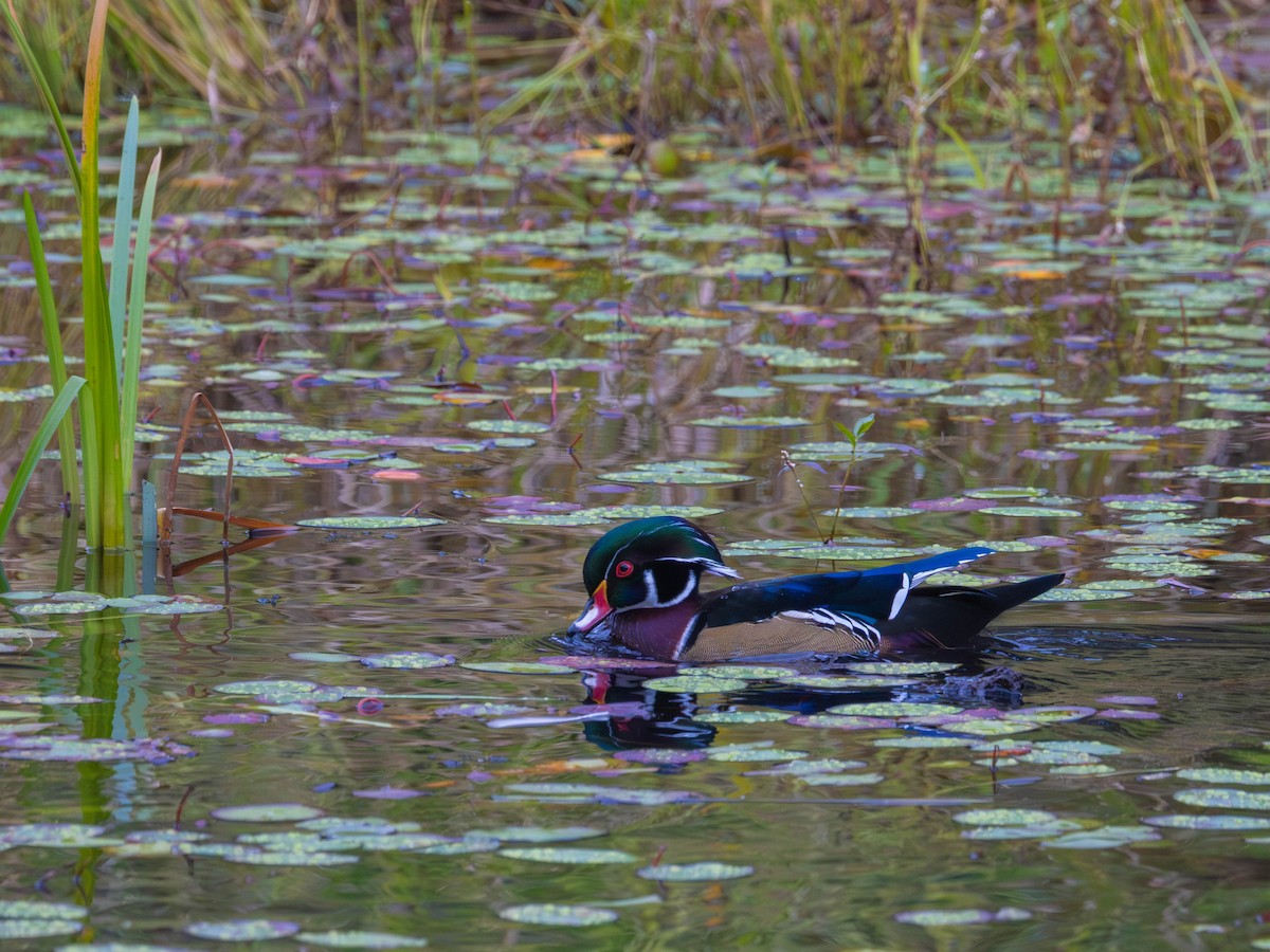 Wood Duck - ML642689941