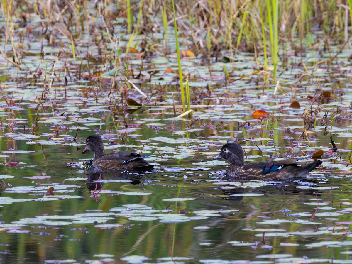 Wood Duck - ML642689942