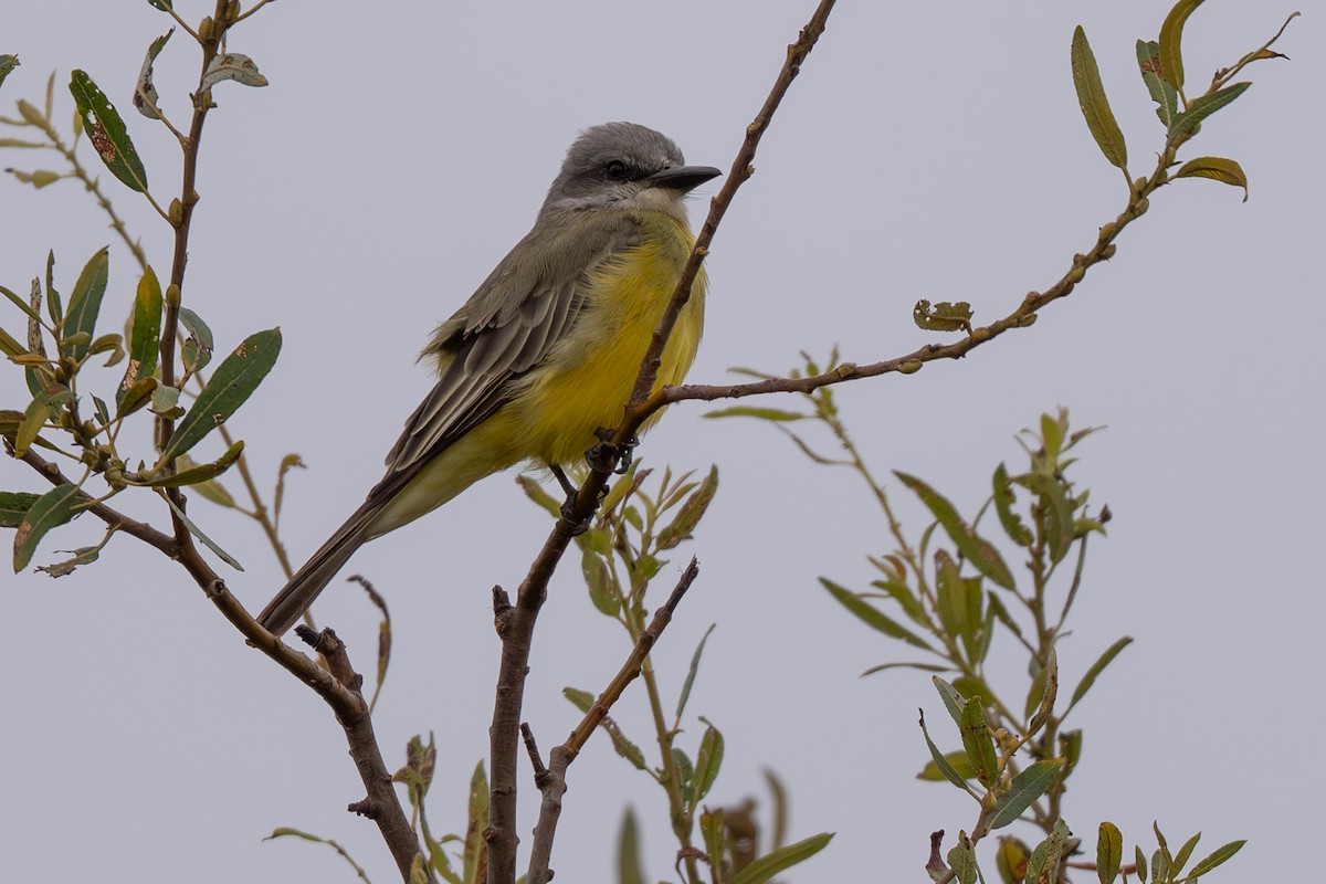 Tropical Kingbird - ML642689964