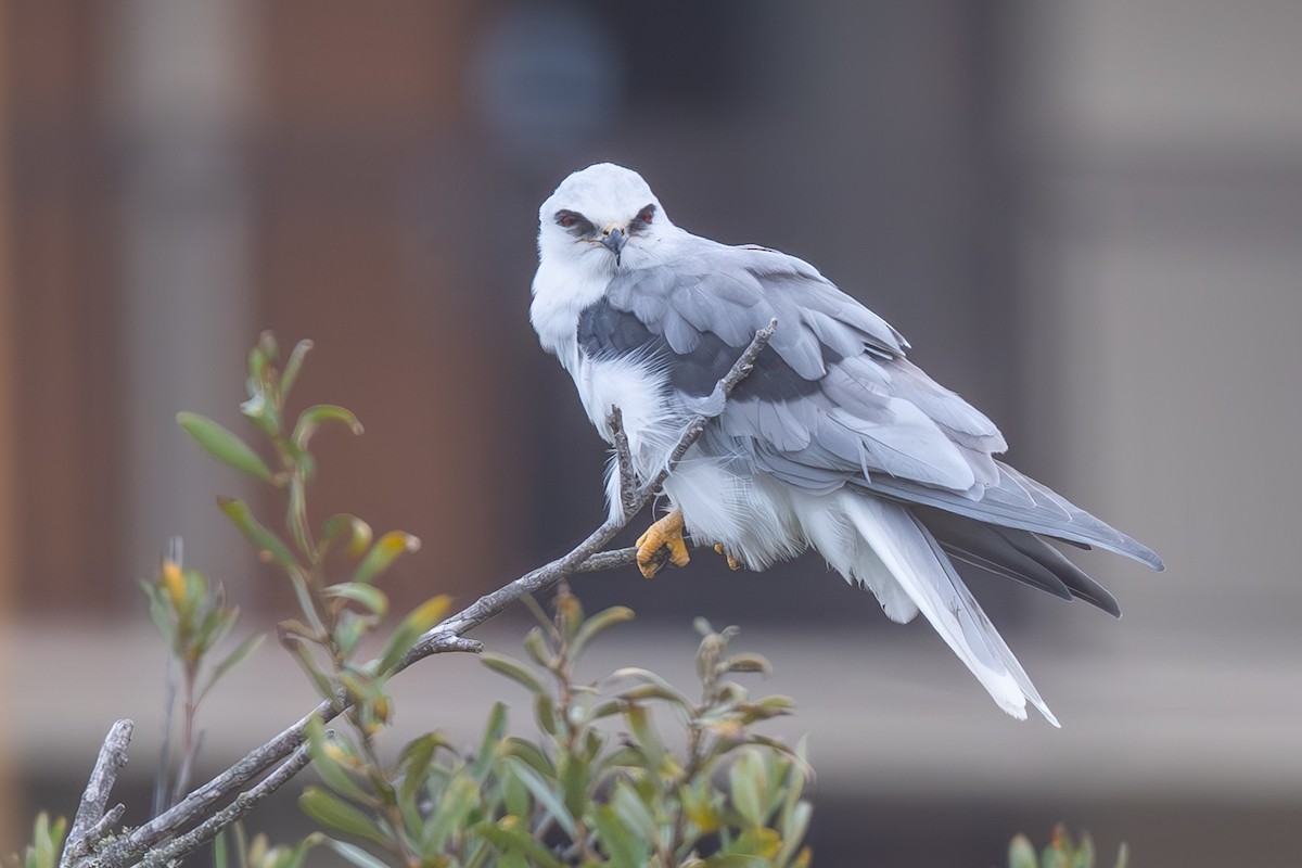 White-tailed Kite - ML642689979