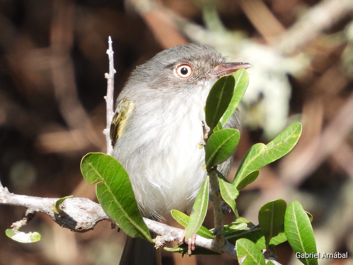 Pearly-vented Tody-Tyrant - ML642689989