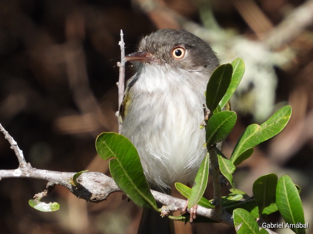 Pearly-vented Tody-Tyrant - ML642689990