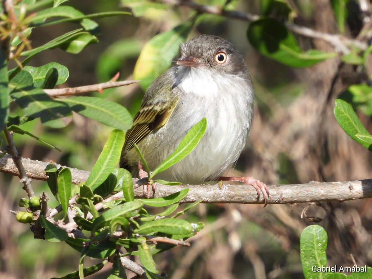 Pearly-vented Tody-Tyrant - ML642689991