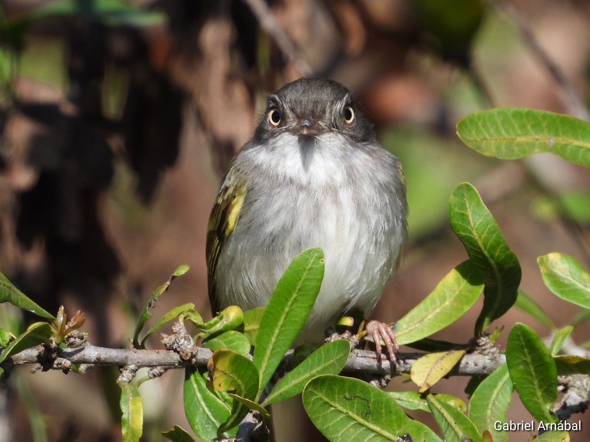Pearly-vented Tody-Tyrant - ML642689992