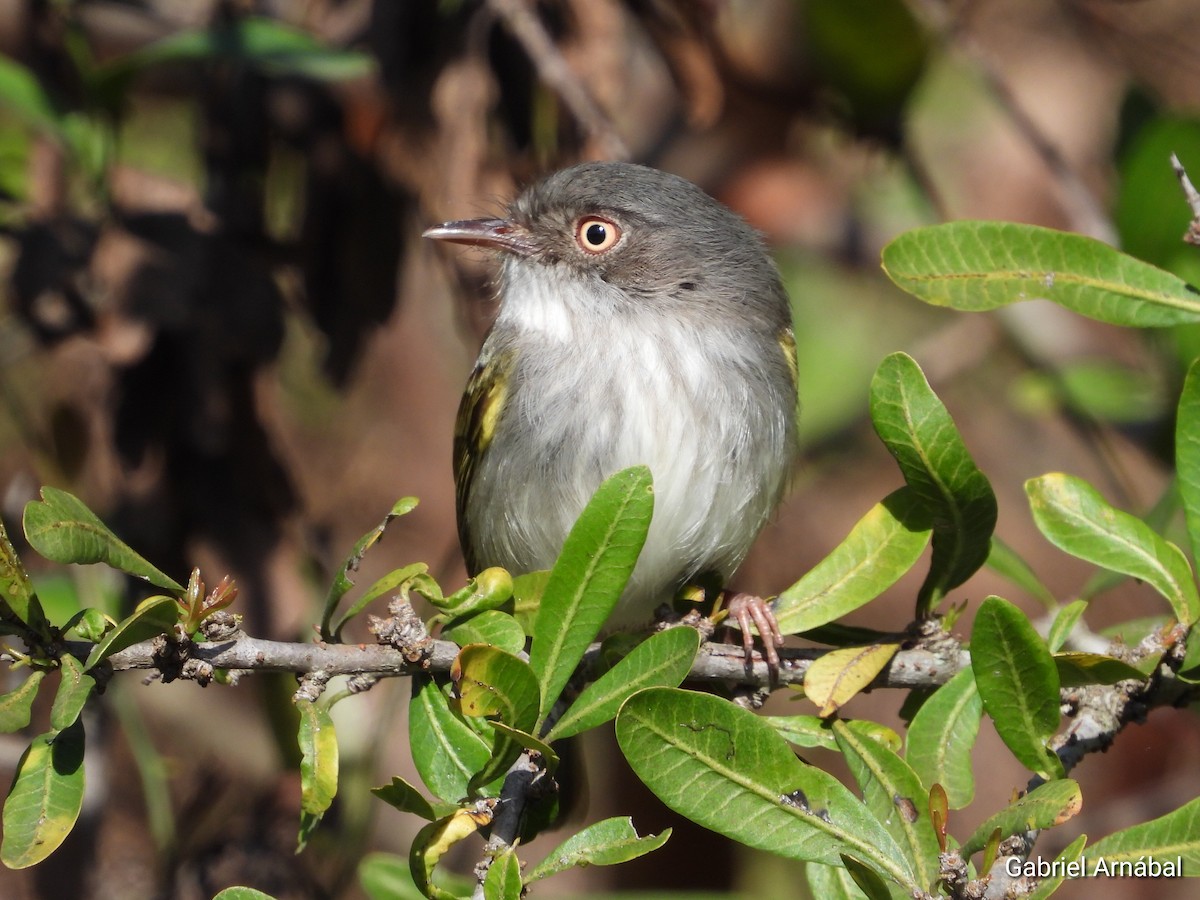 Pearly-vented Tody-Tyrant - ML642689995