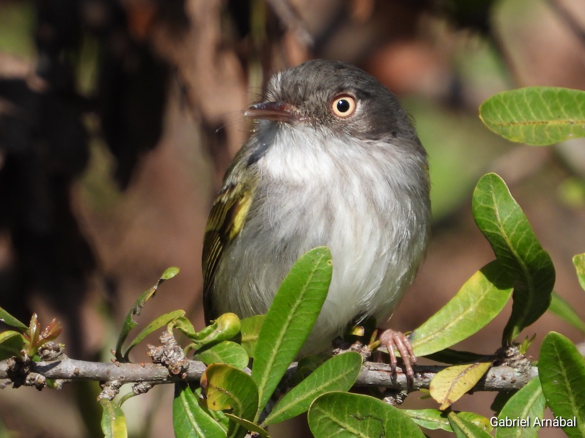 Pearly-vented Tody-Tyrant - ML642689996