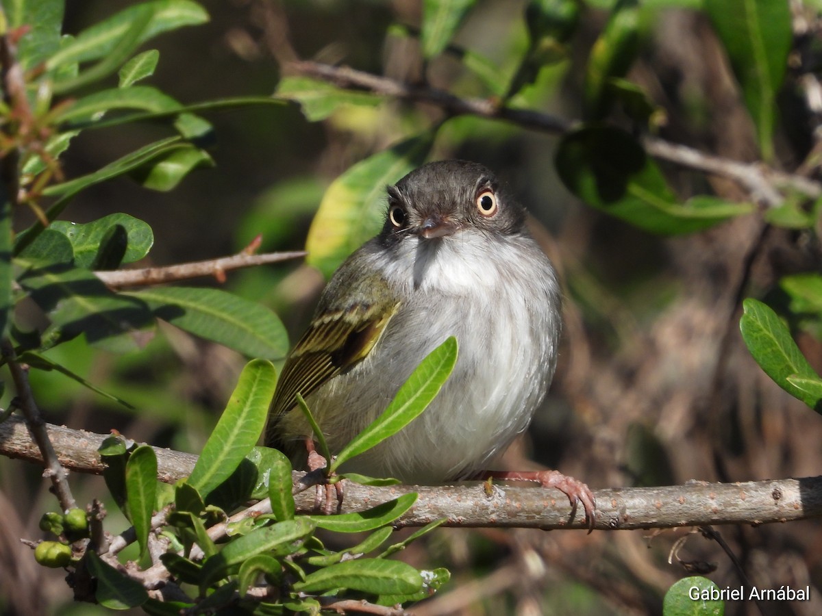 Pearly-vented Tody-Tyrant - ML642689997
