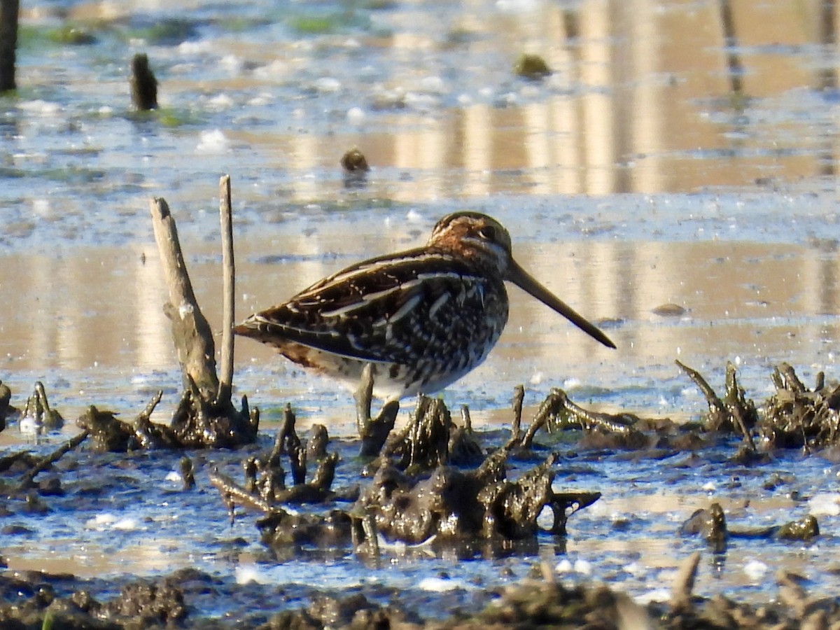 Wilson's Snipe - ML642690000