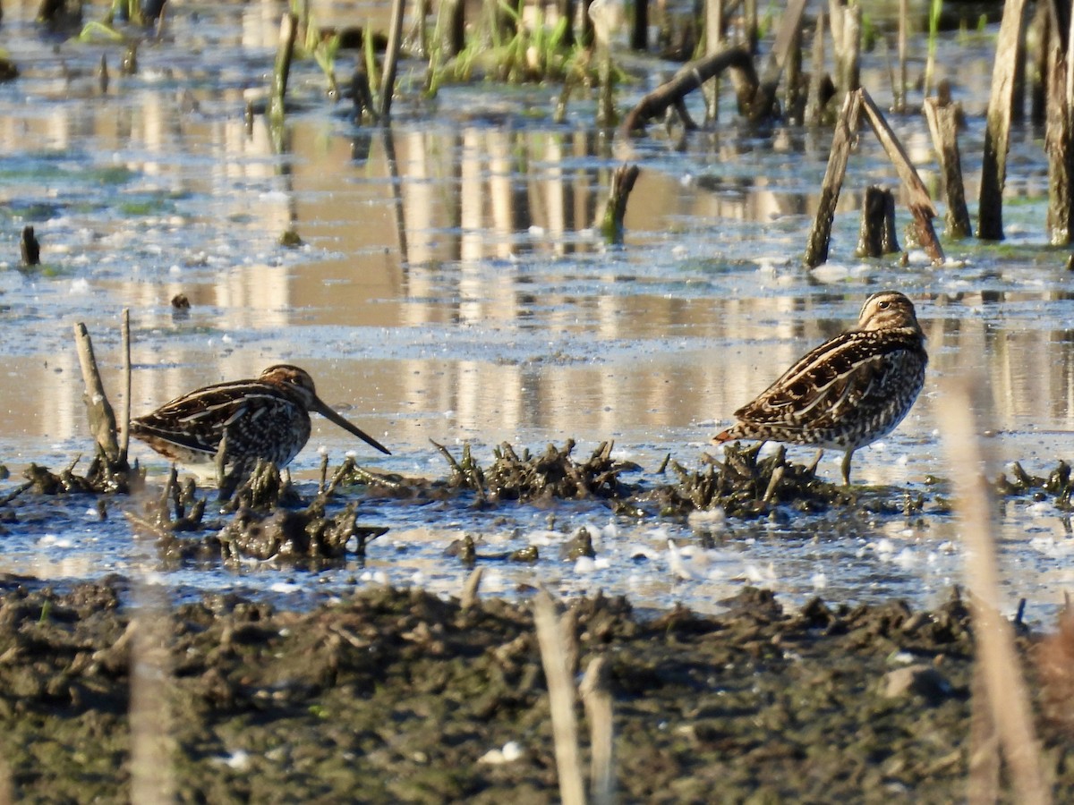 Wilson's Snipe - ML642690001